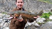 Ed male Rainbow trout April, Slovenia fly fishing